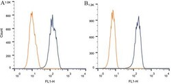Nestin Antibody (10C2) - BSA Free, Novus Biologicals:Antibodies:Primary