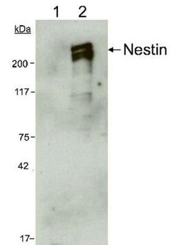 Nestin Antibody (10C2) - BSA Free, Novus Biologicals:Antibodies:Primary