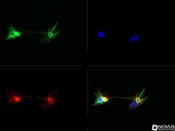 Nestin Antibody, Novus Biologicals:Antibodies:Primary Antibodies