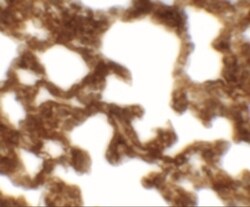 NETO1 Antibody - BSA Free, Novus Biologicals:Antibodies:Primary Antibodies