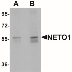 NETO1 Antibody - BSA Free, Novus Biologicals:Antibodies:Primary Antibodies