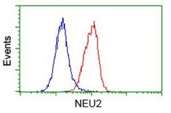 NEU2 Antibody (OTI4F4), Novus Biologicals 0.1mL; Unlabeled:Antibodies,