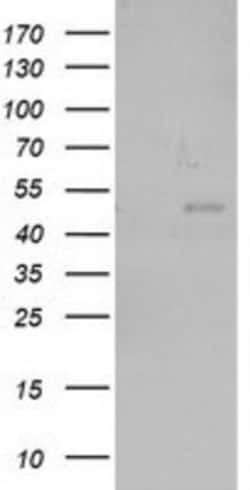 NEU2 Antibody (OTI4F4), Novus Biologicals 0.1mL; Unlabeled:Antibodies,