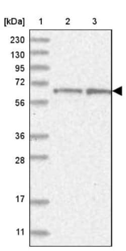 NEU4 Antibody, Novus Biologicals:Antibodies:Primary Antibodies