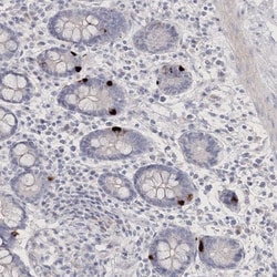 NEU4 Antibody, Novus Biologicals:Antibodies:Primary Antibodies