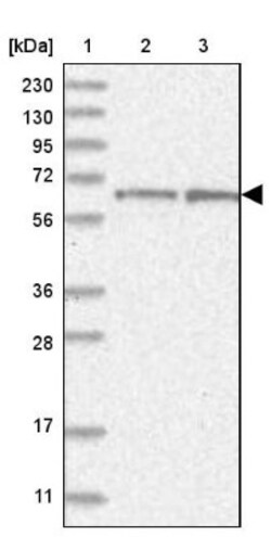 NEU4 Antibody, Novus Biologicals:Antibodies:Primary Antibodies