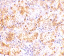 Neudesin Antibody - BSA Free, Novus Biologicals 0.1mg; Unlabeled:Antibodies,