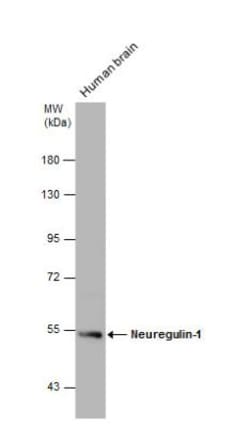 Neuregulin-1/NRG1 Antibody, Novus Biologicals 0.1mL; Unlabeled:Antibodies,