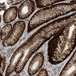 Neurexophilin 2 Antibody, Novus Biologicals:Antibodies:Primary Antibodies