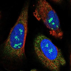 NEURL4 Antibody, Novus Biologicals:Antibodies:Primary Antibodies