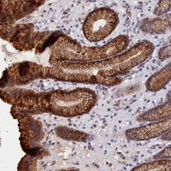 NEURL4 Antibody, Novus Biologicals:Antibodies:Primary Antibodies