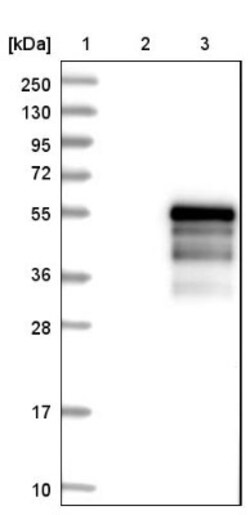 NeuroD1 Antibody, Novus Biologicals:Antibodies:Primary Antibodies