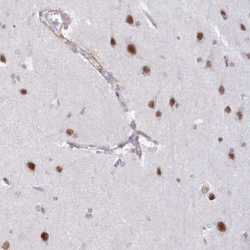 Neuro D4 Antibody, Novus Biologicals 0.1mL; Unlabeled:Antibodies, Polyclonal