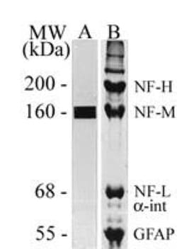 NF-M Antibody (MCA-3H11), Novus Biologicals 0.05mL; Unlabeled:Antibodies,