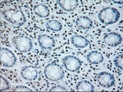 Neurogenin-1 Antibody (OTI3F9), Novus Biologicals 0.1mL; Unlabeled:Antibodies,