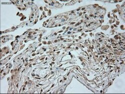 Neurogenin-1 Antibody (OTI3F9), Novus Biologicals 0.1mL; Unlabeled:Antibodies,