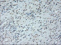 Neurogenin-1 Antibody (OTI3F9), Novus Biologicals 0.1mL; Unlabeled:Antibodies,