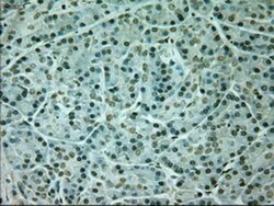 Neurogenin-1 Antibody (OTI3F9), Novus Biologicals 0.1mL; Unlabeled:Antibodies,