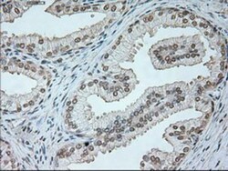 Neurogenin-1 Antibody (OTI3F9), Novus Biologicals 0.1mL; Unlabeled:Antibodies,