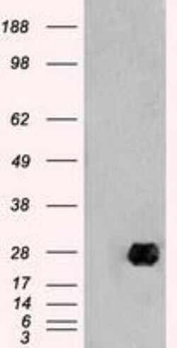 Neurogenin-1 Antibody (OTI3F9), Novus Biologicals 0.1mL; Unlabeled:Antibodies,
