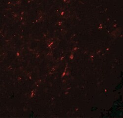 Neurogenin-2 Antibody - BSA Free, Novus Biologicals:Antibodies:Primary