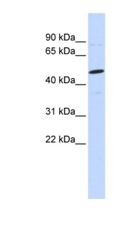 Neuroglycan C/CSPG5 Antibody, Novus Biologicals:Antibodies:Primary Antibodies