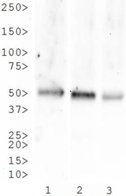 NK1R Antibody - BSA Free, Novus Biologicals 0.1mL; Unlabeled:Antibodies,