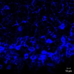 Neurokinin B Antibody - BSA Free, Novus Biologicals 0.1mL; Unlabeled:Antibodies,