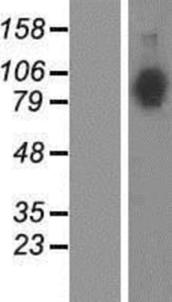 Novus Biologicals™ Neuroligin 4X/NLGN4X Overexpression Lysate