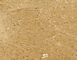 Neuroligin 2/NLGN2 Antibody - BSA Free, Novus Biologicals 0.1 mg | Buy Online | Novus Biologicals | Fisher Scientific