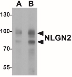 Neuroligin 2/NLGN2 Antibody - BSA Free, Novus Biologicals 0.1 mg | Buy Online | Novus Biologicals | Fisher Scientific