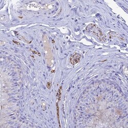 Neuropeptide Y Antibody, Novus Biologicals 25 &mu;L, Unlabeled:Antibodies,