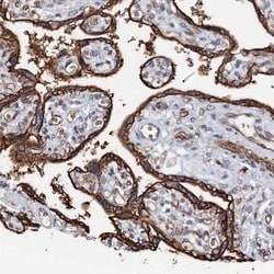 Neuropilin-2 Antibody, Novus Biologicals:Antibodies:Primary Antibodies