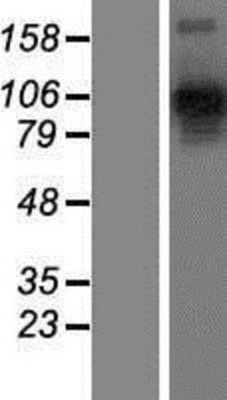 Novus Biologicals&trade;&nbsp;Neuropilin-2 Overexpression Lysate