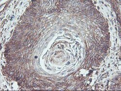Neuroplastin Antibody (OTI3C4), Novus Biologicals 0.1mL; Unlabeled:Antibodies,