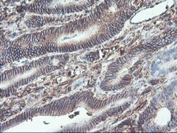 Neuroplastin Antibody (OTI3C4), Novus Biologicals 0.1mL; Unlabeled:Antibodies,