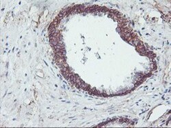 Neuroplastin Antibody (OTI3C4), Novus Biologicals 0.1mL; Unlabeled:Antibodies,