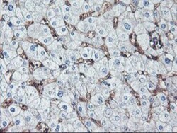 Neuroplastin Antibody (OTI3C4), Novus Biologicals 0.1mL; Unlabeled:Antibodies,