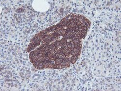 Neuroplastin Antibody (OTI3C4), Novus Biologicals 0.1mL; Unlabeled:Antibodies,