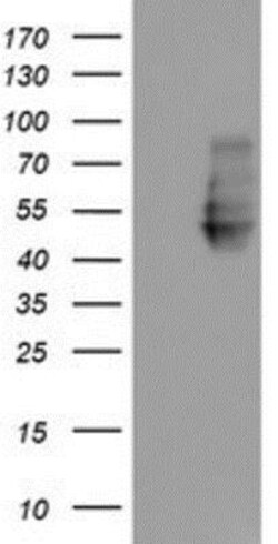 Neuroplastin Antibody (OTI3C4), Novus Biologicals 0.1mL; Unlabeled:Antibodies,