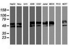 Neuroplastin Antibody (OTI3C4), Novus Biologicals 0.1mL; Unlabeled:Antibodies,