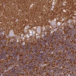 Neuroplastin Antibody, Novus Biologicals 0.1mL; Unlabeled:Antibodies, Polyclonal