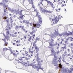 Neurotensin Antibody, Novus Biologicals 25 &mu;L, Unlabeled:Antibodies,