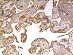 Neurotrimin/HNT Antibody (MM0485-5X25) - Azide and BSA Free, Novus Biologicals:Antibodies:Primary