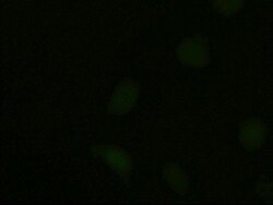 NT-3 Antibody (OTI5A2), Novus Biologicals 0.1mL; Unlabeled:Antibodies,
