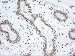 NT-3 Antibody (OTI5A2), Novus Biologicals 0.1mL; Unlabeled:Antibodies,