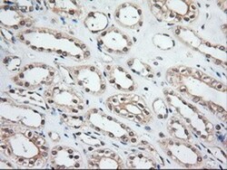 NT-3 Antibody (OTI5A2), Novus Biologicals 0.1mL; Unlabeled:Antibodies,