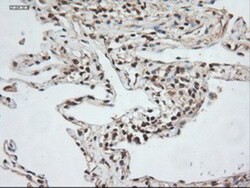NT-3 Antibody (OTI5A2), Novus Biologicals 0.1mL; Unlabeled:Antibodies,