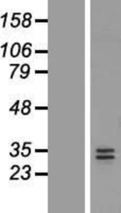 Novus Biologicals&trade;&nbsp;NT-3 Overexpression Lysate