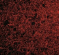 Neurotrypsin Antibody - BSA Free, Novus Biologicals 0.1mg; Unlabeled:Antibodies,